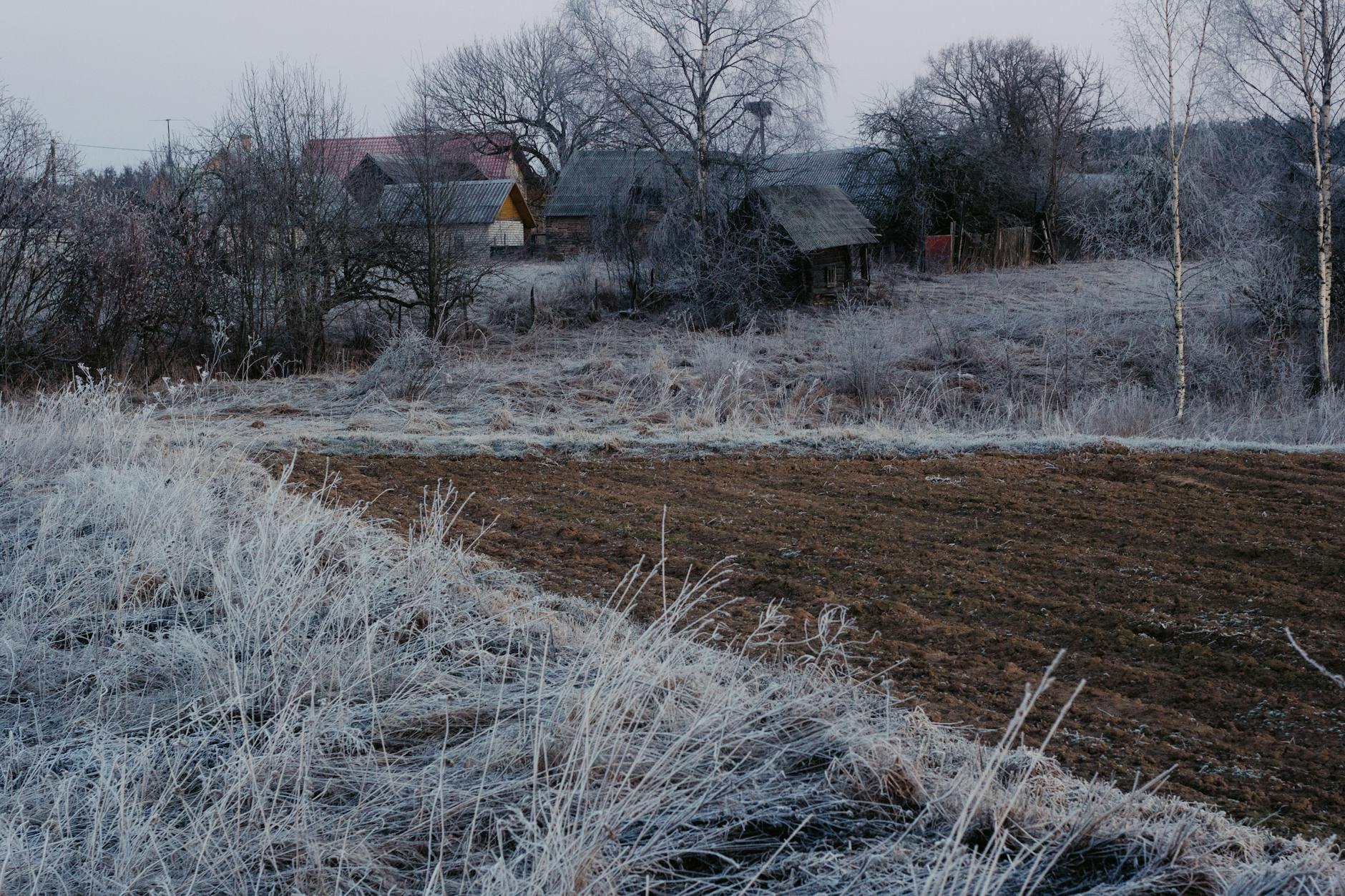 Ziemia z młodymi sadzonkami warzyw i kwiatów gotowymi do posadzenia w ogrodzie w Terespolu.
